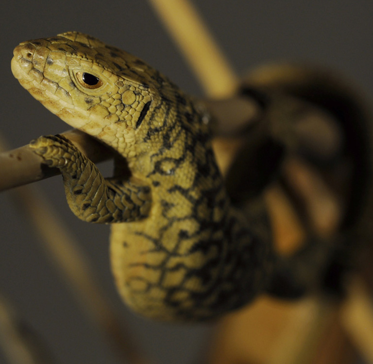 Catch me if you can,Libelle, Dragonfly, Eidechse, Lizard, Boxwood, Buchsbaum,  jpeg, jpg, scuplture, Schnitzerei, Carving, okimono