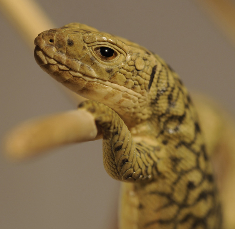 Catch me if you can,Libelle, Dragonfly, Eidechse, Lizard, Boxwood, Buchsbaum,  jpeg, jpg, scuplture, Schnitzerei, Carving, okimono