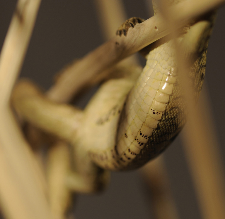 Catch me if you can,Libelle, Dragonfly, Eidechse, Lizard, Boxwood, Buchsbaum,  jpeg, jpg, scuplture, Schnitzerei, Carving, okimono