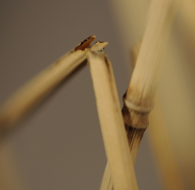 Catch me if you can,Libelle, Dragonfly, Eidechse, Lizard, Boxwood, Buchsbaum,  jpeg, jpg, scuplture, Schnitzerei, Carving, okimono