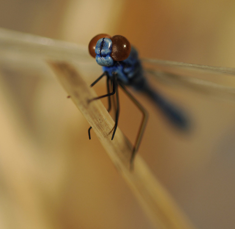Catch me if you can,Libelle, Dragonfly, Eidechse, Lizard, Boxwood, Buchsbaum,  jpeg, jpg, scuplture, Schnitzerei, Carving, okimono