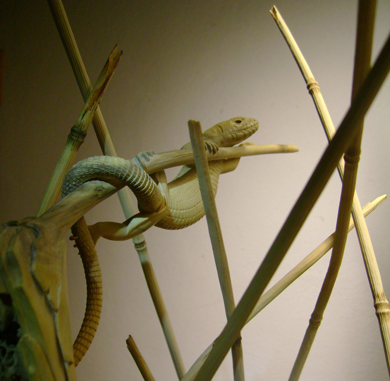 Catch me if you can, Eidechse, Lizard, Boxwood, Buchsbaum, tools, work in process,  jpeg, jpg, scuplture, Schnitzerei, Carving, okimono