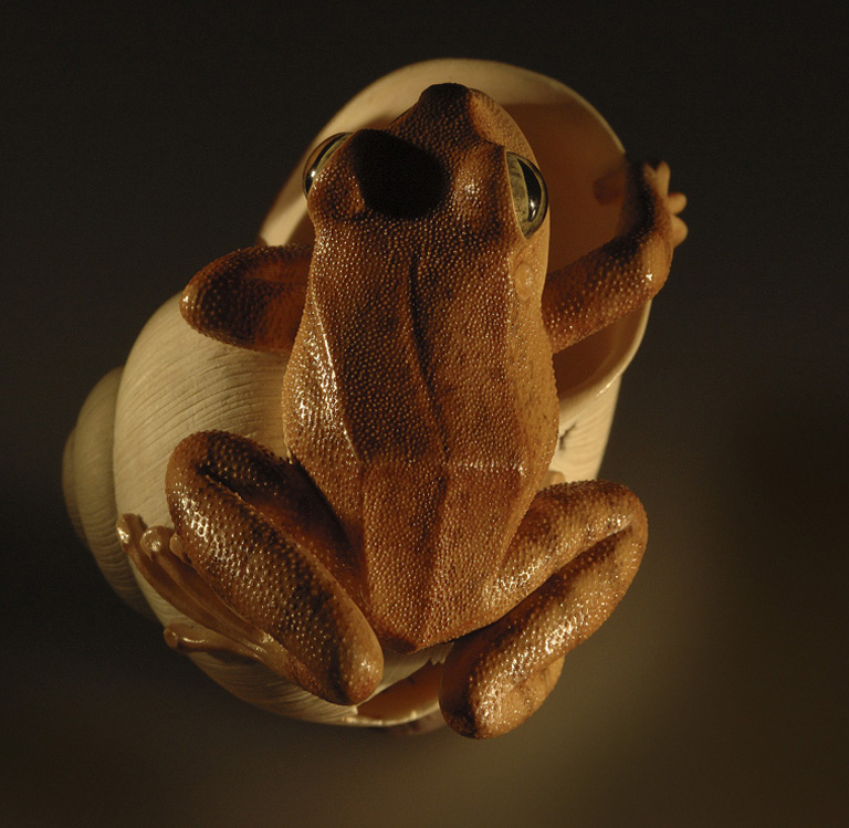 frog on snailhouse, Frosch, Schneckenhaus, Acrylglas,Cornel, Schneider, Boxwood, Buchsbaum,  jpeg, jpg, scuplture, Schnitzerei, Carving, netsuke
