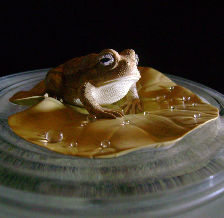 toad on lotusleaf, Kröte, Cornel, Schneider, Boxwood, Buchsbaum, Acrylglas, Ivory, jpeg, jpg, scuplture, Schnitzerei, Carving, okimono