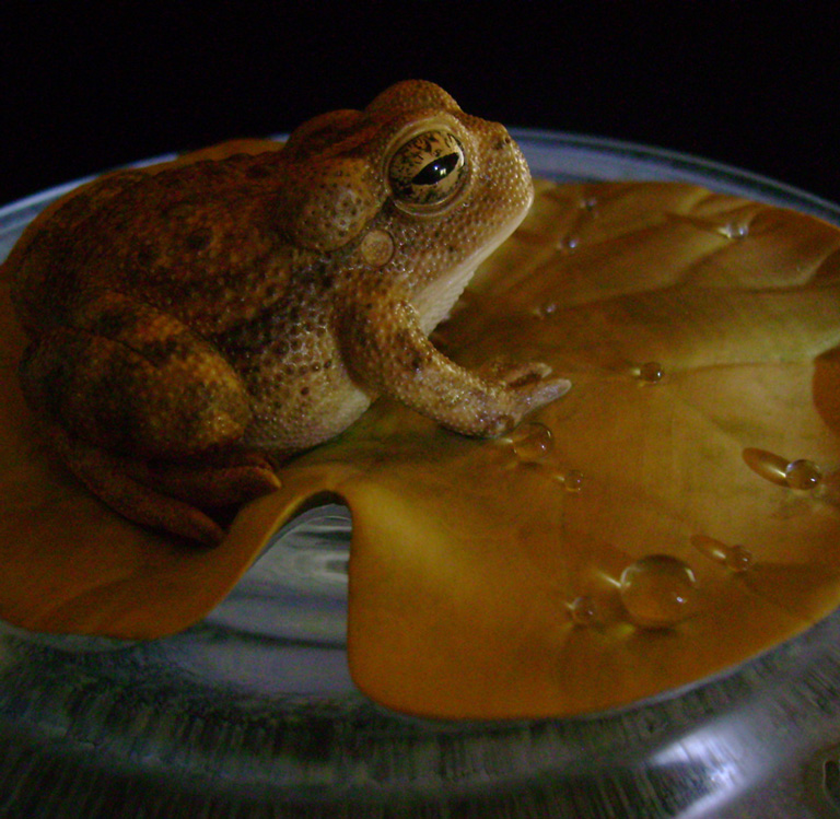 toad on lotusleaf, Kröte, Cornel, Schneider, Boxwood, Buchsbaum, Acrylglas, Ivory, jpeg, jpg, scuplture, Schnitzerei, Carving, okimono