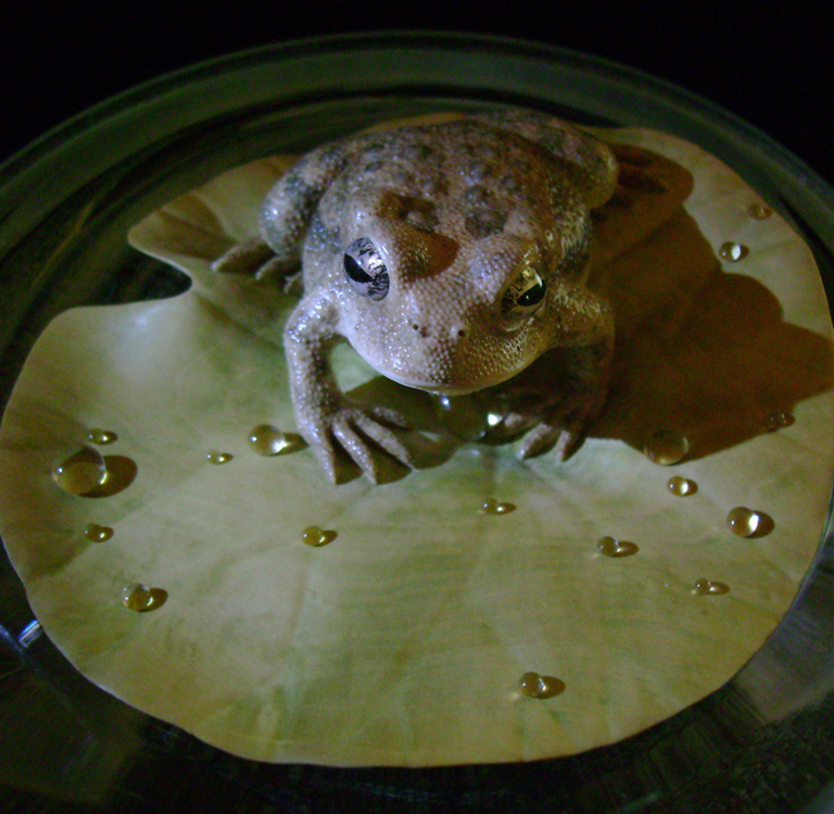 toad on lotusleaf, Kröte, Cornel, Schneider, Boxwood, Buchsbaum, Acrylglas, Ivory, jpeg, jpg, scuplture, Schnitzerei, Carving, okimono