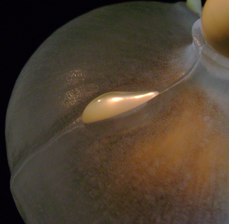 The nude, Akt, Cornel, Schneider, Boxwood, Buchsbaum,  acrylglass, ivory jpeg, jpg, scuplture, Schnitzerei, Carving, okimono