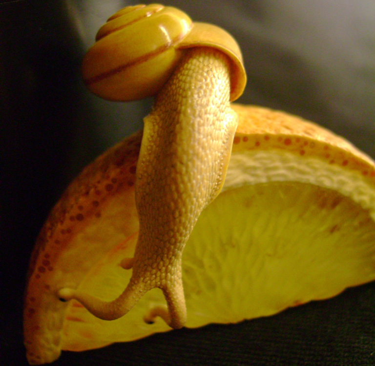 orangesnail, Cornel, Schneider, Boxwood, Buchsbaum,  amber, bernstein, ebony, jpeg, jpg, scuplture, Schnitzerei, Carving, netsuke