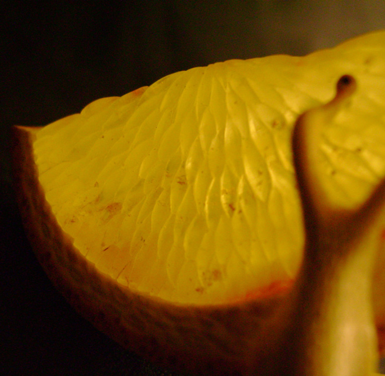 orangesnail, Cornel, Schneider, Boxwood, Buchsbaum,  amber, bernstein, ebony, jpeg, jpg, scuplture, Schnitzerei, Carving, netsuke