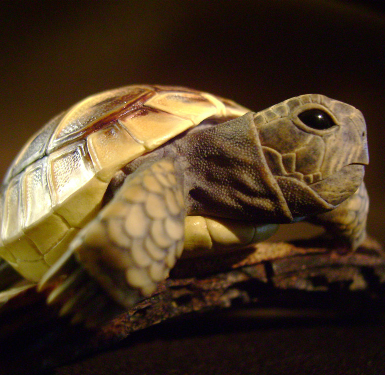 turtle on bark, schildkröte, Cornel, Schneider, Boxwood, Buchsbaum, ebony, buffalo horn, jpeg, jpg, scuplture, Schnitzerei, Carving, netsuke