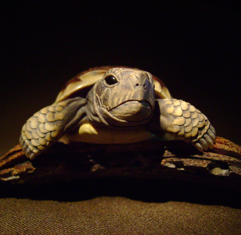 turtle on bark, schildkröte, Cornel, Schneider, Boxwood, Buchsbaum, ebony, buffalo horn, jpeg, jpg, scuplture, Schnitzerei, Carving, netsuke