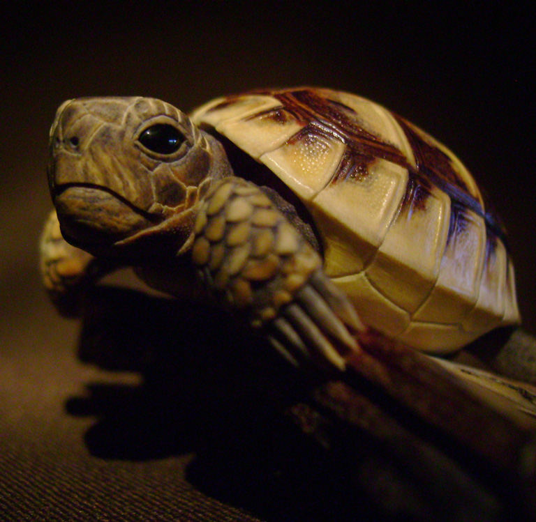 turtle on bark, schildkröte, Cornel, Schneider, Boxwood, Buchsbaum, ebony, buffalo horn, jpeg, jpg, scuplture, Schnitzerei, Carving, netsuke