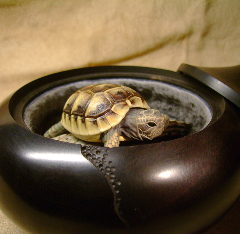 turtle on bark, schildkröte, Cornel, Schneider, Boxwood, Buchsbaum, ebony, buffalo horn, jpeg, jpg, scuplture, Schnitzerei, Carving, netsuke