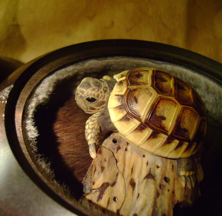 turtle on bark, schildkröte, Cornel, Schneider, Boxwood, Buchsbaum, ebony, buffalo horn, jpeg, jpg, scuplture, Schnitzerei, Carving, netsuke