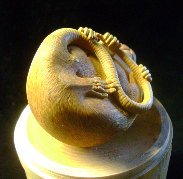 HOMMAGE À TOMOKAZU, rat, ratte, box, Cornel, Schneider, Boxwood, Buchsbaum,  jpeg, jpg, scuplture, Schnitzerei, Carving, netsuke