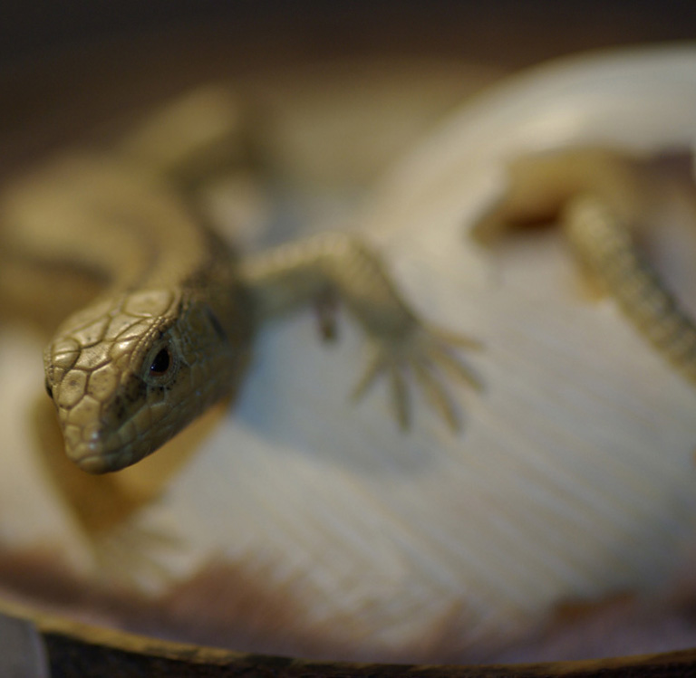 LIZARD ON SNAILHOUSE, Eidechse, Schneckenhaus, Cornel, Schneider, Boxwood, Buchsbaum,  jpeg, jpg, scuplture, Schnitzerei, Carving, okimono