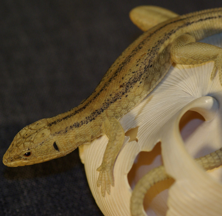 LIZARD ON SNAILHOUSE, Eidechse, Schneckenhaus, Cornel, Schneider, Boxwood, Buchsbaum,  jpeg, jpg, scuplture, Schnitzerei, Carving, okimono