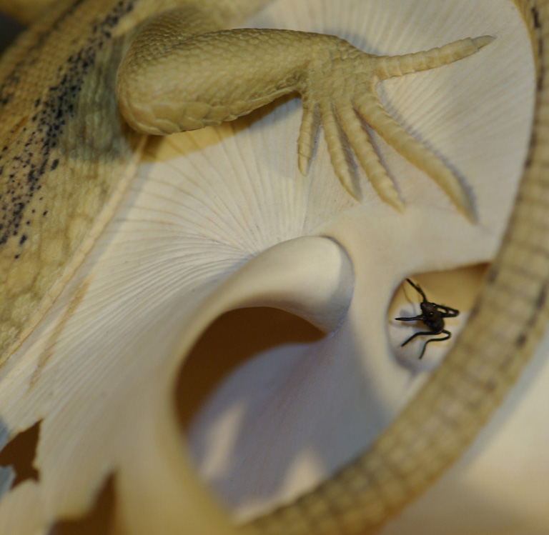 LIZARD ON SNAILHOUSE, Eidechse, Schneckenhaus, Cornel, Schneider, Boxwood, Buchsbaum,  jpeg, jpg, scuplture, Schnitzerei, Carving, okimono