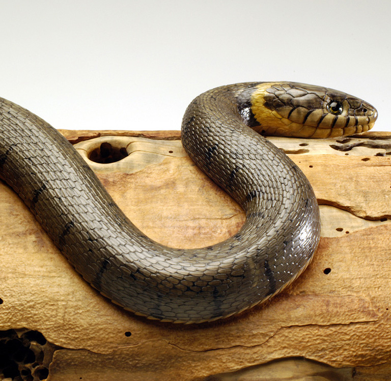 Natrix-Natrix, Ringelnatter, Grass snake, rindged, Cornel, Schneider, Boxwood, Buchsbaum,  jpeg, jpg, scuplture, Schnitzerei, Carving, okimono
