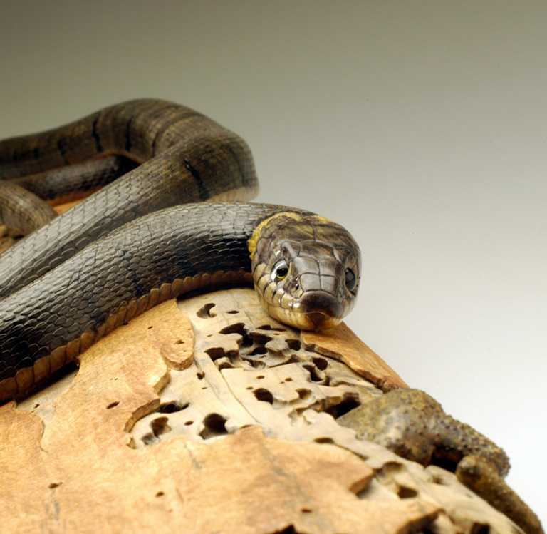 Natrix-Natrix, Ringelnatter, Grass snake, rindged, Cornel, Schneider, Boxwood, Buchsbaum,  jpeg, jpg, scuplture, Schnitzerei, Carving, okimono