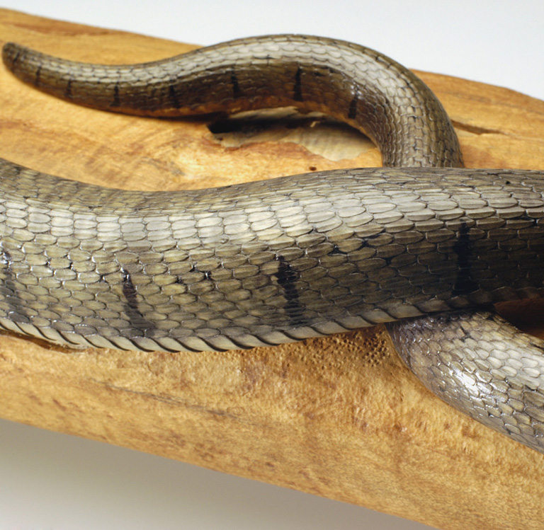 Natrix-Natrix, Ringelnatter, Grass snake, rindged, Cornel, Schneider, Boxwood, Buchsbaum,  jpeg, jpg, scuplture, Schnitzerei, Carving, okimono