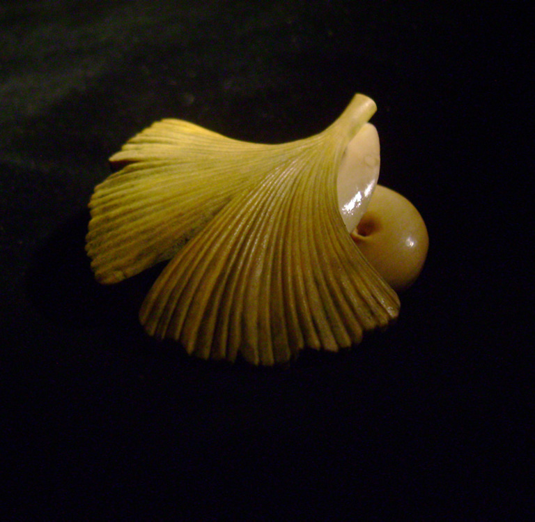 Snail on Gingkoleaf, schnecke, Ginkoblatt, Dewdrop, Cornel, Schneider, Boxwood, Buchsbaum,  jpeg, jpg, scuplture, Schnitzerei, Carving, netsuke 