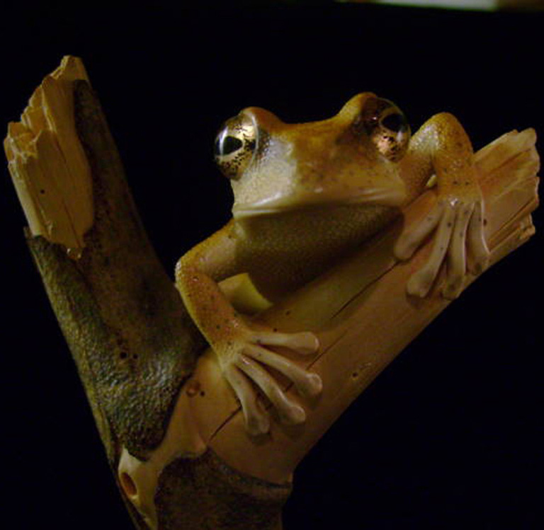 treefrog, Baumfrosch,Cornel, Schneider, Boxwood, Buchsbaum,  jpeg, jpg, scuplture, Schnitzerei, Carving, netsuke, okimono