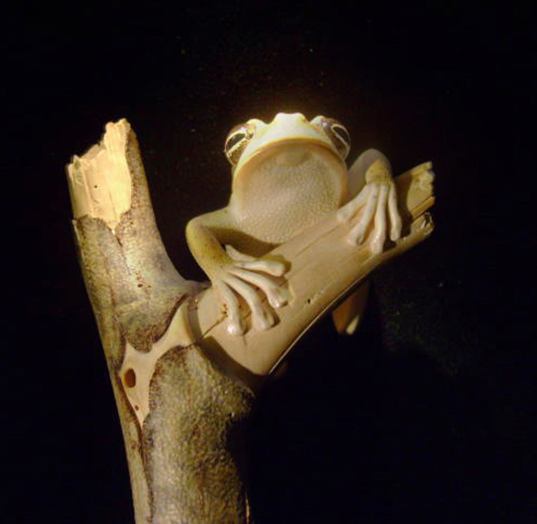 treefrog, Baumfrosch,Cornel, Schneider, Boxwood, Buchsbaum,  jpeg, jpg, scuplture, Schnitzerei, Carving, netsuke, okimono