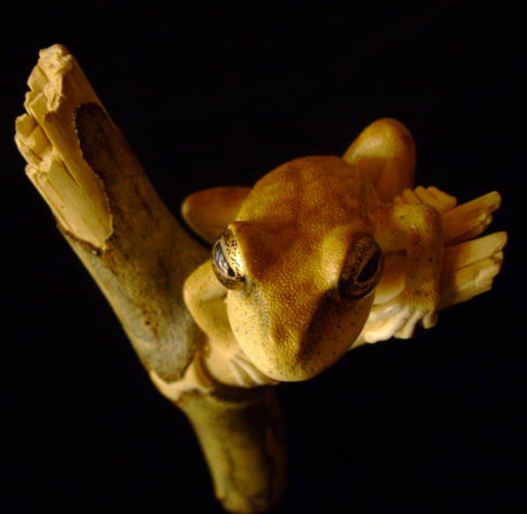 treefrog, Baumfrosch,Cornel, Schneider, Boxwood, Buchsbaum,  jpeg, jpg, scuplture, Schnitzerei, Carving, netsuke, okimono