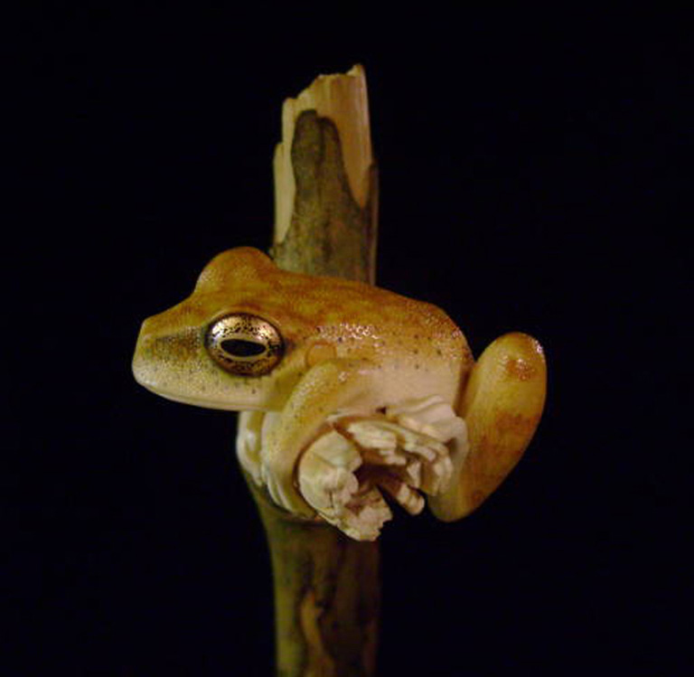 treefrog, Baumfrosch,Cornel, Schneider, Boxwood, Buchsbaum,  jpeg, jpg, scuplture, Schnitzerei, Carving, netsuke, okimono