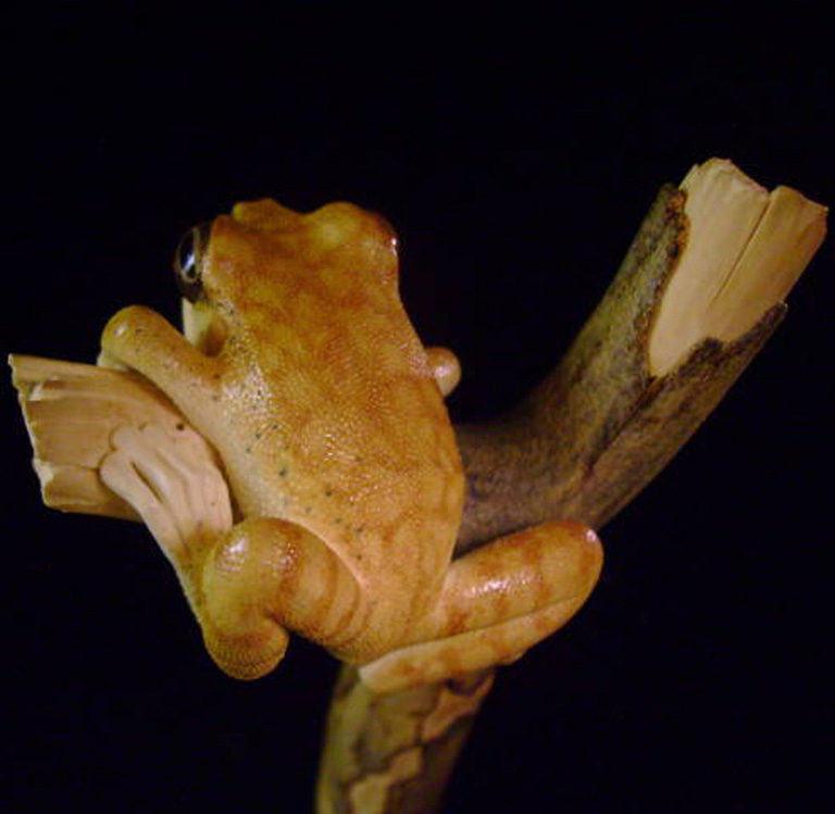 treefrog, Baumfrosch,Cornel, Schneider, Boxwood, Buchsbaum,  jpeg, jpg, scuplture, Schnitzerei, Carving, netsuke, okimono