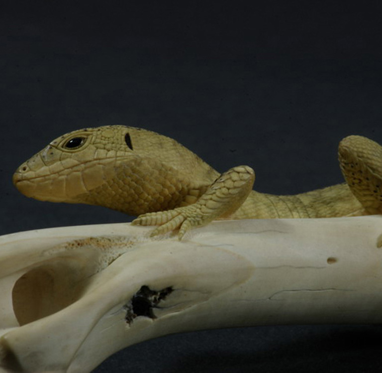 LIZARD ON BONE, Eidechse, Knochen, Cornel, Schneider, Boxwood, Buchsbaum,  jpeg, jpg, scuplture, Schnitzerei, Carving, sashi, netsuke, 