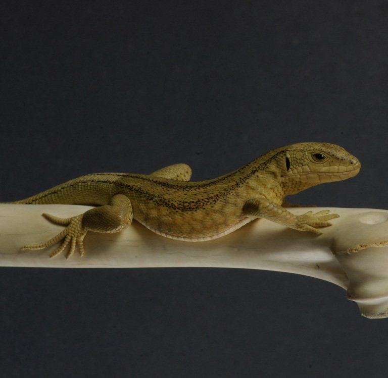 LIZARD ON BONE, Eidechse, Knochen, Cornel, Schneider, Boxwood, Buchsbaum,  jpeg, jpg, scuplture, Schnitzerei, Carving, sashi, netsuke, 