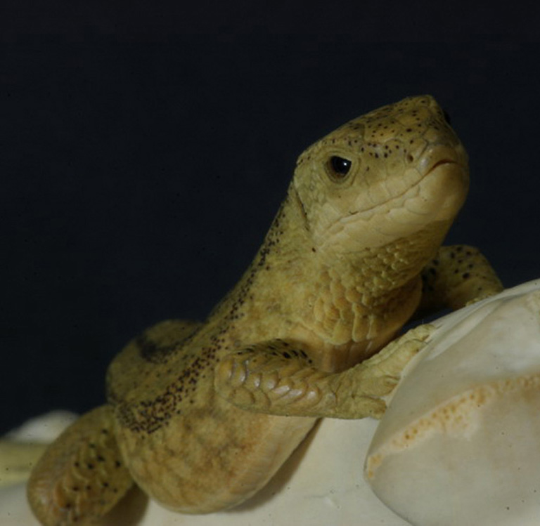 LIZARD ON BONE, Eidechse, Knochen, Cornel, Schneider, Boxwood, Buchsbaum,  jpeg, jpg, scuplture, Schnitzerei, Carving, sashi, netsuke, 