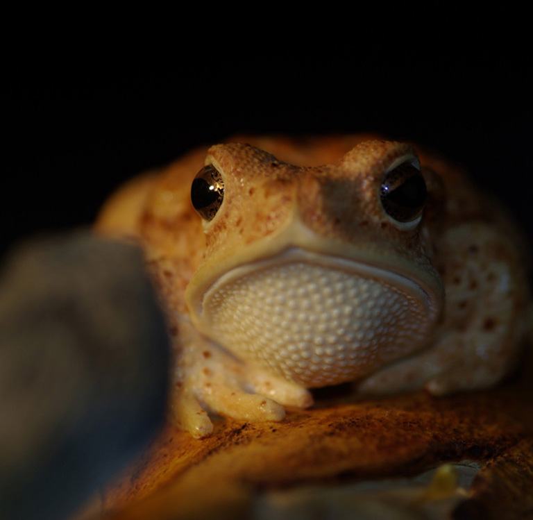 MEETING, Toad, Aspisviper, Kröte, Cornel, Schneider, Boxwood, Buchsbaum, Acrylglass, jpeg, jpg, scuplture, Schnitzerei, Carving,okimono