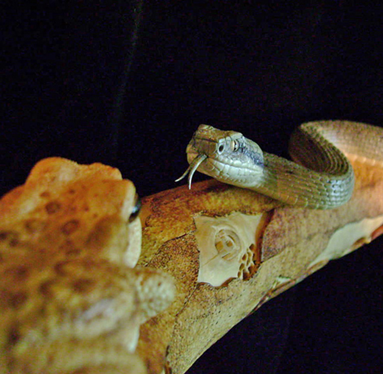 MEETING, Toad, Aspisviper, Kröte, Cornel, Schneider, Boxwood, Buchsbaum, Acrylglass, jpeg, jpg, scuplture, Schnitzerei, Carving,okimono