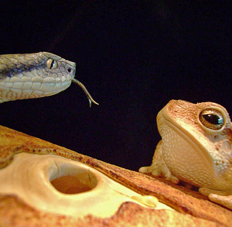 MEETING, Toad, Aspisviper, Kröte, Cornel, Schneider, Boxwood, Buchsbaum, Acrylglass, jpeg, jpg, scuplture, Schnitzerei, Carving,okimono
