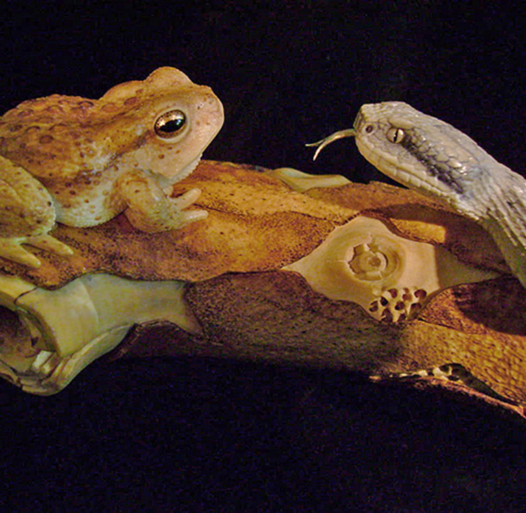 MEETING, Toad, Aspisviper, Kröte, Cornel, Schneider, Boxwood, Buchsbaum, Acrylglass, jpeg, jpg, scuplture, Schnitzerei, Carving,okimono