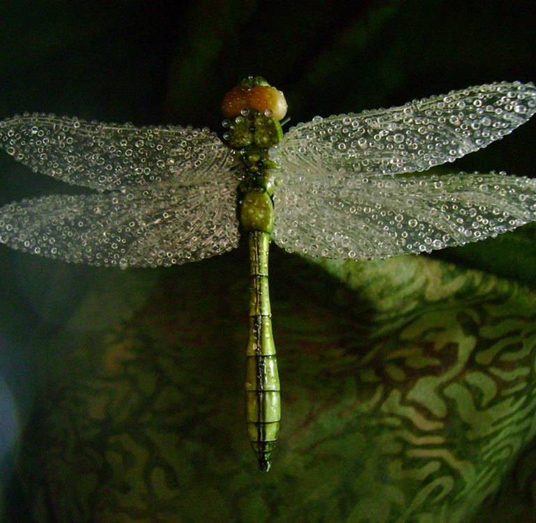 Dragonfly, libelle, Cornel, Schneider, Mammoth ivory, Mammut Elfenbein, Buffalo horn, jpeg, jpg, scuplture, Schnitzerei, Carving, objet d'art