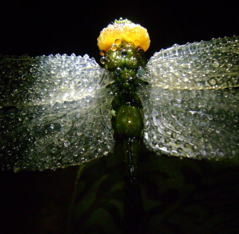 Dragonfly, libelle, Cornel, Schneider, Mammoth ivory, Mammut Elfenbein, Buffalo horn, jpeg, jpg, scuplture, Schnitzerei, Carving, objet d'art