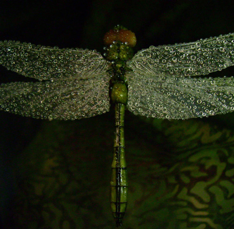 Dragonfly, libelle, Cornel, Schneider, Mammoth ivory, Mammut Elfenbein, Buffalo horn, jpeg, jpg, scuplture, Schnitzerei, Carving, objet d'art